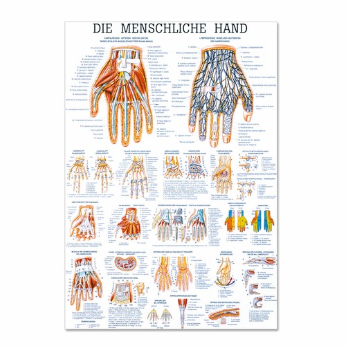 Lehrtafel die menschliche - lehrtafel, "die